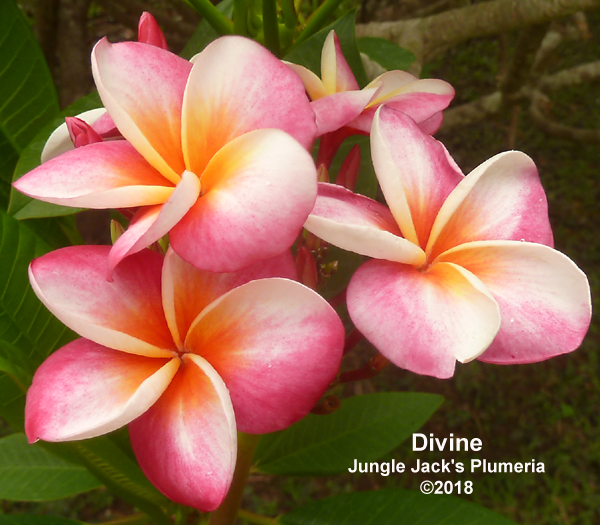 Jungle Jacks Plumeria Tropical Flowers San Diego California