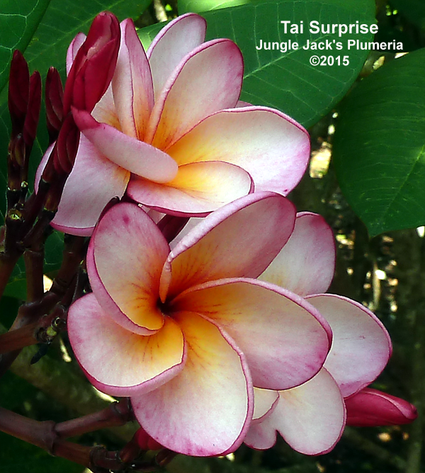 Jungle Jacks Plumeria Tropical Flowers San Diego California
