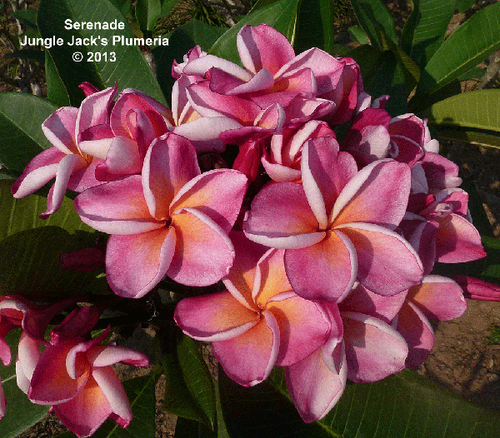 Serenade | Jungle Jacks