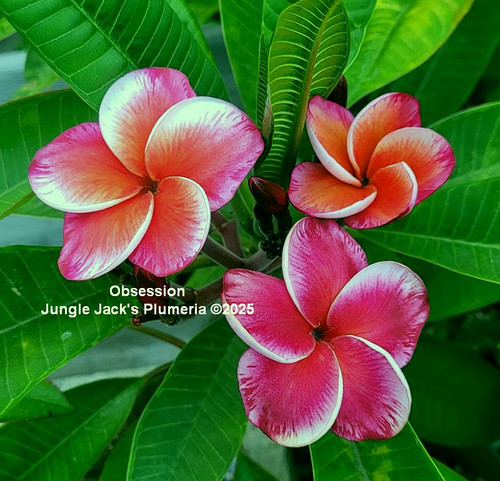 パ*ン様 tropical  Obsession | Jungle Jacks