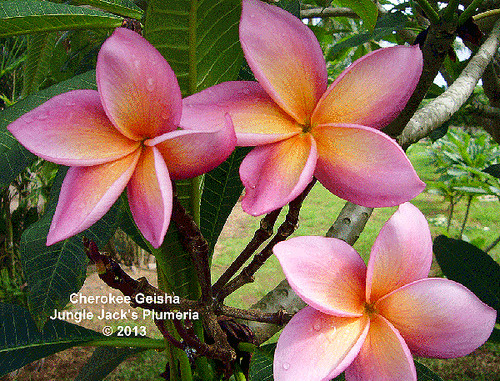 Cherokee Geisha | Jungle Jacks