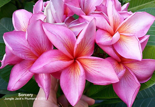 趣味・スポーツ・実用 The Exotic Plumeria Volume 1 Sorcery | Jungle Jacks