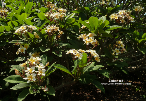 Lemon Ice | Jungle Jacks