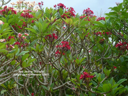 Red Jack | Jungle Jacks