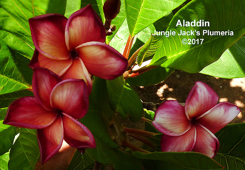 Aladdin | Jungle Jacks