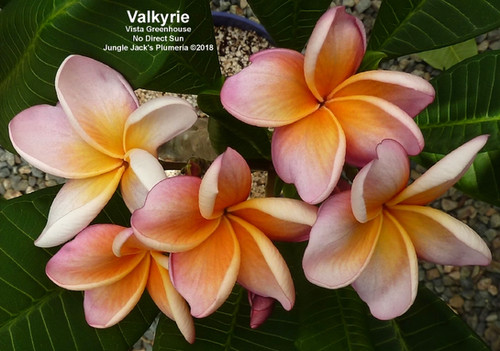 Valkyrie | Jungle Jacks