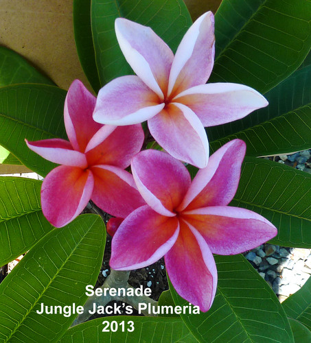 Serenade | Jungle Jacks