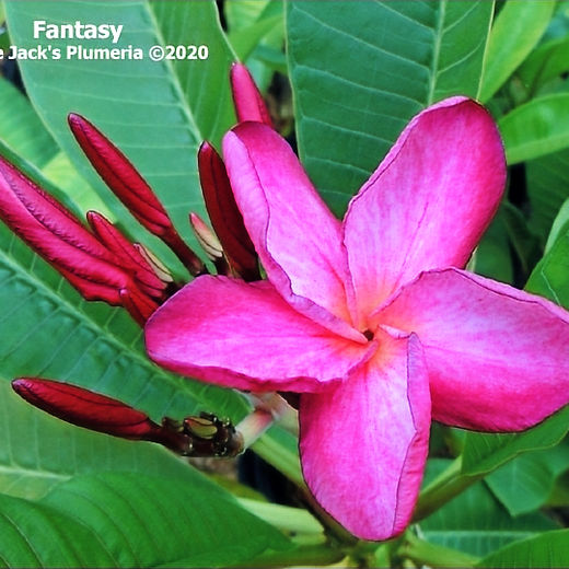 プルメリアサイト Plumeria A-Z | Jungle Jacks 2/4