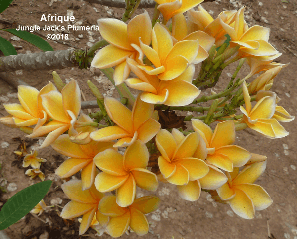 Afrique