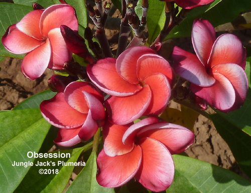 Obsession | Jungle Jacks