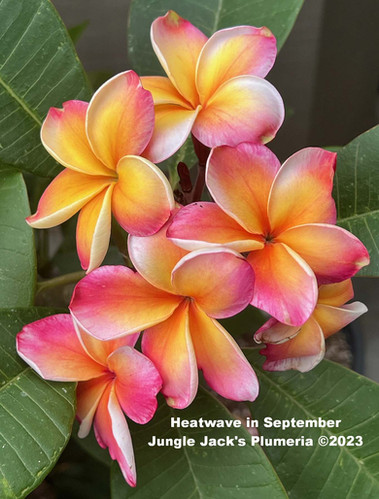 Heat Wave | Jungle Jacks