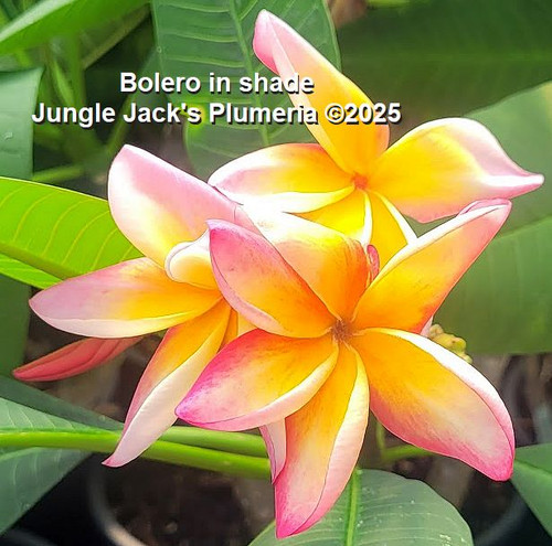 Bolero | Jungle Jacks