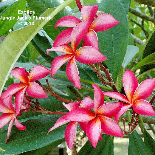 Plumeria A-Z | Jungle Jacks 2/4