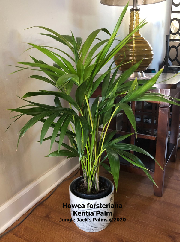 Thumbnail: Howea forsteriana 'Kentia Palm'