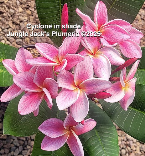 Cyclone | Jungle Jacks
