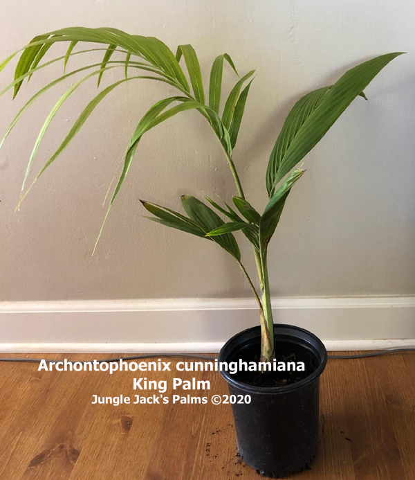 Jungle Jacks Palms Plumeria & Tropical Plants Vista California