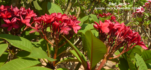 プルメリアRed Jamaica プルメリアRed Jamaica