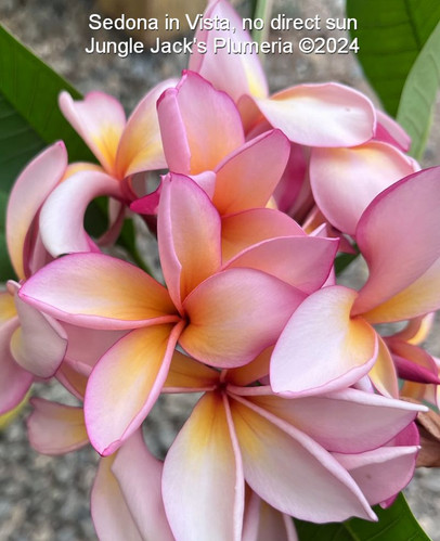 Samantha Thavasa - Plumeria Sedona | Jungle Jacks