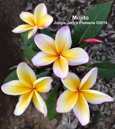 Mojito | Jungle Jacks