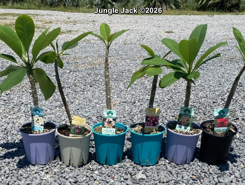 Thumbnail: SALE Bayeux CASS Lemon Ice Purple Jack Tropic Glow Thai Jade