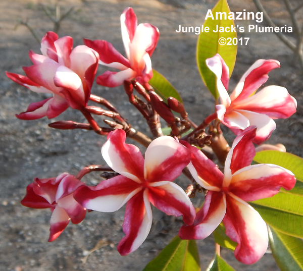 Amazing | Jungle Jacks