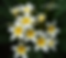 Star White