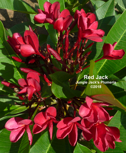 プルメリアRed Jamaica プルメリアジャマイカファイヤーJamaica fire