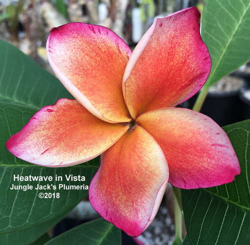 Heat Wave | Jungle Jacks