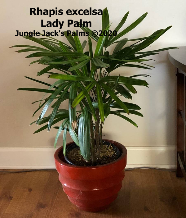 Jungle Jacks Palms Plumeria & Tropical Plants Vista California