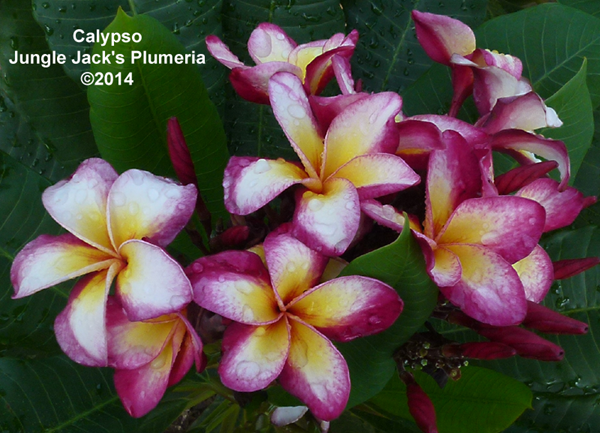 How Jungle Jack's brings new varieties to market