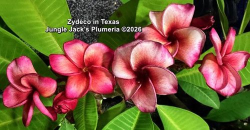 Zydeco | Jungle Jacks