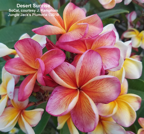 Desert Sunrise | Jungle Jacks