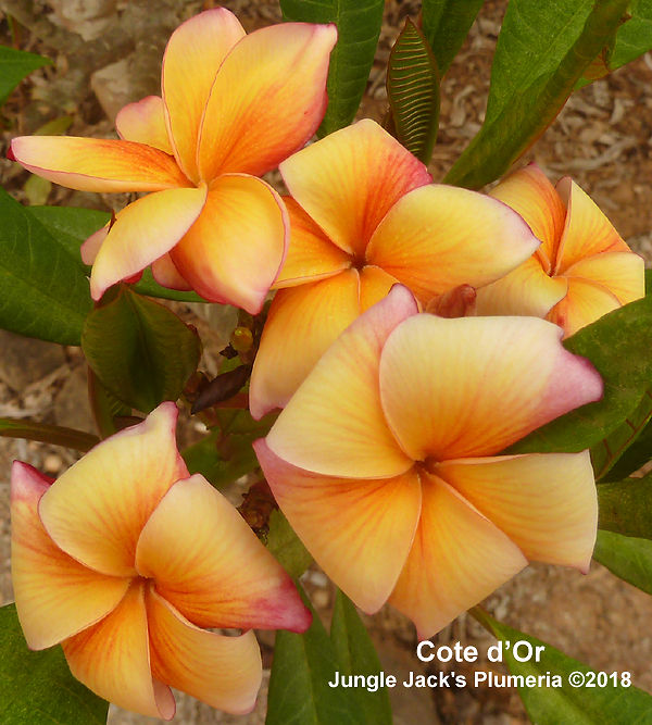 Thumbnail: Côte d'Or