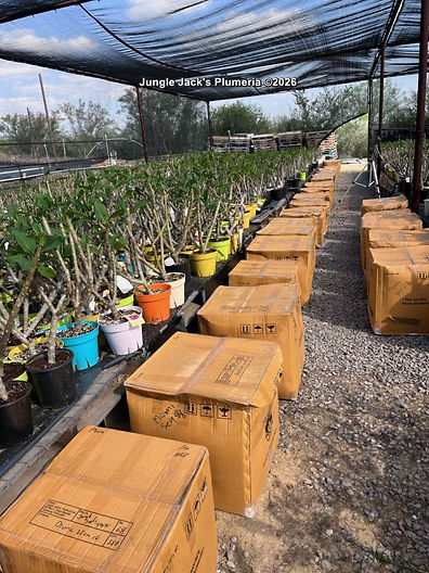 Jungle Jacks Palms Plumeria & Tropical Plants | Vista California