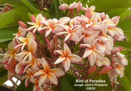 Bird of Paradise | Jungle Jacks