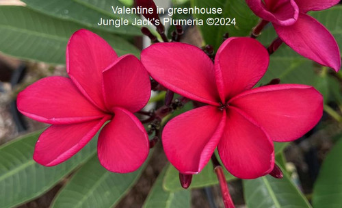 Valentine | Jungle Jacks