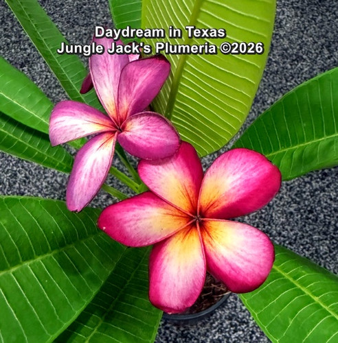 DayDream | Jungle Jacks