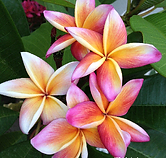 Jungle Jack's Plumeria Gallery VWXYZ