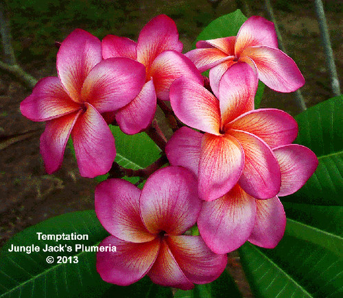 パ*ン様 tropical  file.jpg