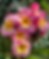 Thumbnail: Piñata