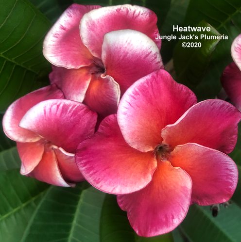 Heat Wave | Jungle Jacks