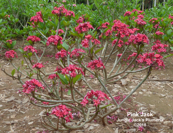 Thumbnail: Pink Jack