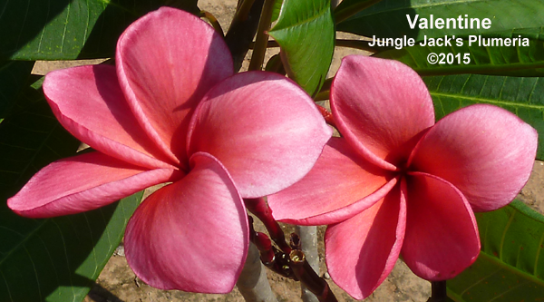ノ*マ様 プルメリア　Sweet valentine Plumeria by N SWEET VALENTINE Plumeria by Nui