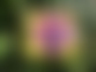 Younger Now (Miley Cyrus)