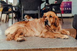 TherPup