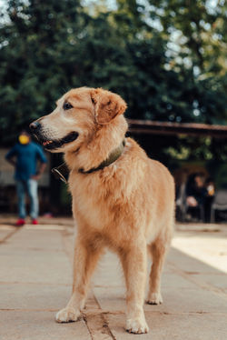 TherPup