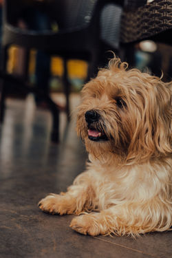 TherPup