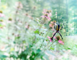 Garden spider