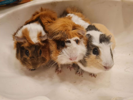 Why Do Our Guinea Pigs Live In the Bathroom?