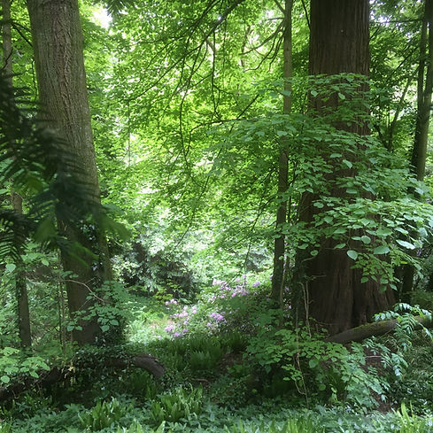 woods.jpg